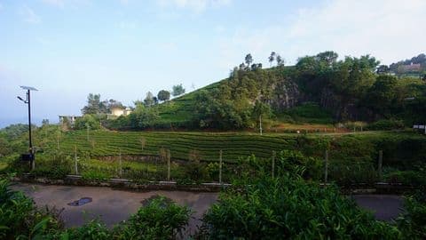 View of the tea estate from the plot