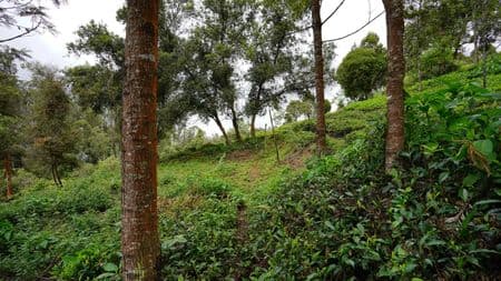 lush greenery around the house