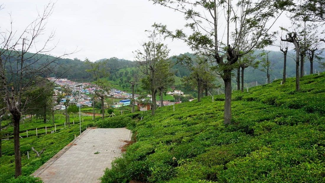 Paved road at Sua Serenitea, Drumella estate