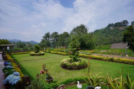 Lawn