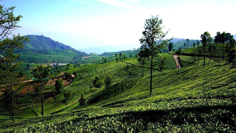Plots of land for sale in tea estates