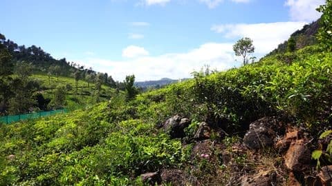 View from Plot 4